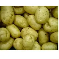 Potato